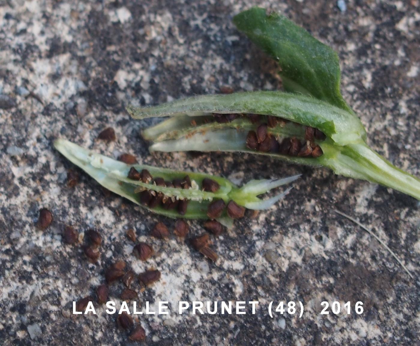 Evening Primrose fruit